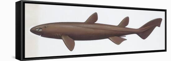 Fishes: Squaliformes Dalatiidae, Kitefin Shark, (Dalatias Licha)-null-Framed Stretched Canvas