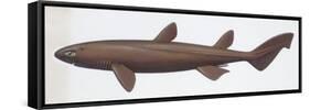 Fishes: Squaliformes Dalatiidae, Kitefin Shark, (Dalatias Licha)-null-Framed Stretched Canvas