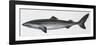 Fishes: Squaliformes, Little Sleeper Shark (Somniosus Rostratus)-null-Framed Giclee Print