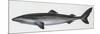Fishes: Squaliformes, Little Sleeper Shark (Somniosus Rostratus)-null-Mounted Giclee Print