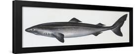 Fishes: Squaliformes, Little Sleeper Shark (Somniosus Rostratus)-null-Framed Giclee Print