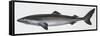 Fishes: Squaliformes, Little Sleeper Shark (Somniosus Rostratus)-null-Framed Stretched Canvas