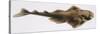 Fishes: Squatiniformes Squatinidae, Angelshark (Squatina Squatina)-null-Stretched Canvas