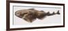 Fishes: Squatiniformes Squatinidae, Angelshark (Squatina Squatina)-null-Framed Giclee Print