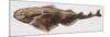 Fishes: Squatiniformes Squatinidae, Angelshark (Squatina Squatina)-null-Mounted Giclee Print