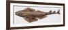 Fishes: Squatiniformes Squatinidae, Smoothback Angelshark (Squatina Oculata)-null-Framed Giclee Print