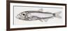 Fishes: Stomiiformes Sternoptychidae, Pearlsides (Maurolicus Muelleri)-null-Framed Giclee Print