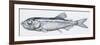 Fishes: Stomiiformes Sternoptychidae, Pearlsides (Maurolicus Muelleri)-null-Framed Giclee Print