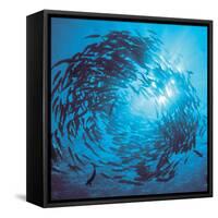 Fishes Swarm Underwater-null-Framed Stretched Canvas