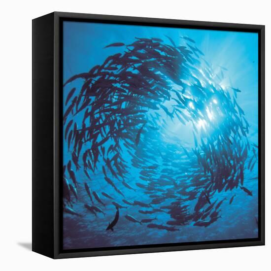 Fishes Swarm Underwater-null-Framed Stretched Canvas