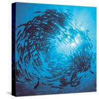 Fishes Swarm Underwater-null-Stretched Canvas