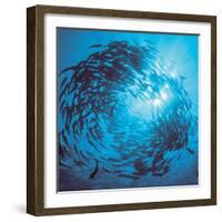 Fishes Swarm Underwater-null-Framed Photographic Print