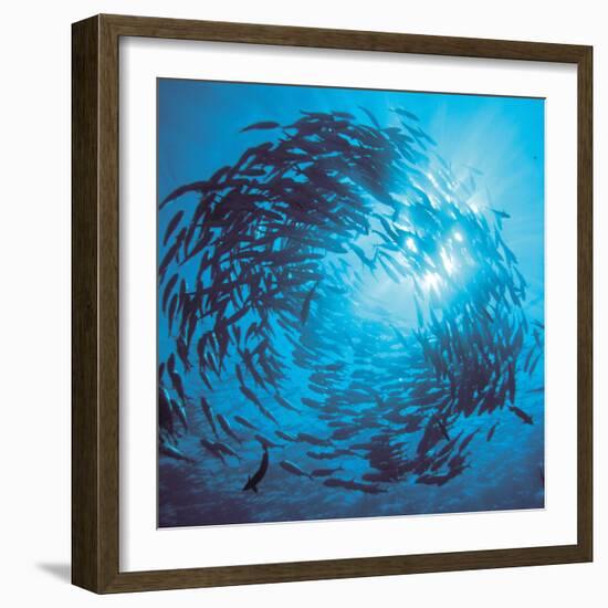 Fishes Swarm Underwater-null-Framed Photographic Print