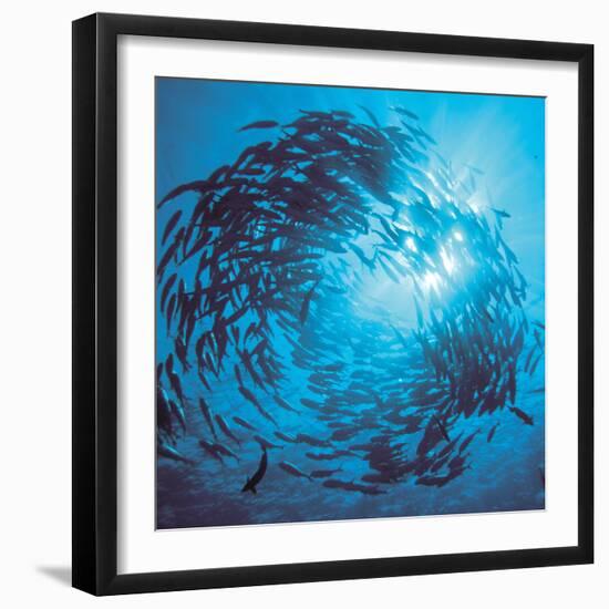 Fishes Swarm Underwater-null-Framed Photographic Print