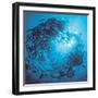 Fishes Swarm Underwater-null-Framed Photographic Print