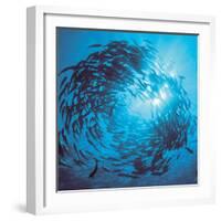 Fishes Swarm Underwater-null-Framed Photographic Print