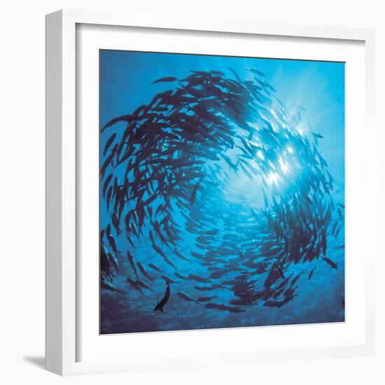 Fishes Swarm Underwater-null-Framed Photographic Print