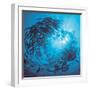 Fishes Swarm Underwater-null-Framed Photographic Print