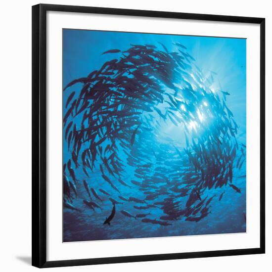 Fishes Swarm Underwater-null-Framed Photographic Print