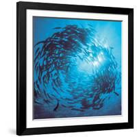 Fishes Swarm Underwater-null-Framed Photographic Print