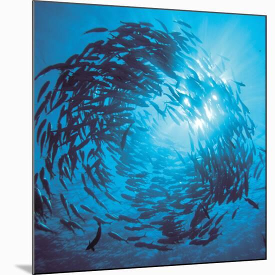 Fishes Swarm Underwater-null-Mounted Photographic Print