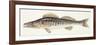 Fishes: Zander (Lucioperca Lucioperca)-null-Framed Giclee Print