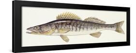 Fishes: Zander (Lucioperca Lucioperca)-null-Framed Giclee Print