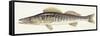 Fishes: Zander (Lucioperca Lucioperca)-null-Framed Stretched Canvas