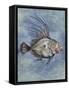 Fishes: Zeiformes, John Dory (Zeus Faber)-null-Framed Stretched Canvas