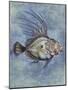 Fishes: Zeiformes, John Dory (Zeus Faber)-null-Mounted Giclee Print