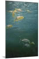 Fishes-Michael Jackson-Mounted Giclee Print