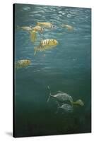 Fishes-Michael Jackson-Stretched Canvas