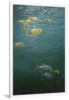 Fishes-Michael Jackson-Framed Giclee Print