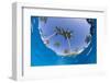Fisheye view from swimming pool, South Maui, Hawaii, USA-Stuart Westmorland-Framed Photographic Print