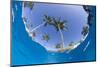 Fisheye view from swimming pool, South Maui, Hawaii, USA-Stuart Westmorland-Mounted Photographic Print