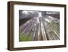 Fisheye view skyward in redwood forest, Redwood National Park, Tree, Redwood.-Adam Jones-Framed Photographic Print