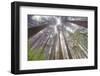 Fisheye view skyward in redwood forest, Redwood National Park, Tree, Redwood.-Adam Jones-Framed Photographic Print