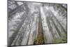 Fisheye view skyward in redwood forest, Redwood National Park, Tree, Redwood.-Adam Jones-Mounted Photographic Print