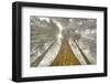 Fisheye view skyward of Redwood trees in fog. Redwood National Park, California-Adam Jones-Framed Photographic Print