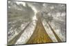 Fisheye view skyward of Redwood trees in fog. Redwood National Park, California-Adam Jones-Mounted Photographic Print