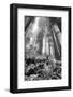 Fisheye view skyward of Redwood trees in fog. Redwood National Park, California-Adam Jones-Framed Photographic Print