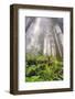 Fisheye view skyward of Redwood trees in fog. Redwood National Park, California-Adam Jones-Framed Photographic Print