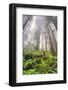 Fisheye view skyward of Redwood trees in fog. Redwood National Park, California-Adam Jones-Framed Photographic Print