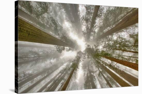 Fisheye view skyward of Redwood trees in fog. Redwood National Park, California-Adam Jones-Stretched Canvas