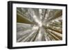 Fisheye view skyward of Redwood trees in fog. Redwood National Park, California-Adam Jones-Framed Photographic Print