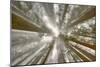 Fisheye view skyward of Redwood trees in fog. Redwood National Park, California-Adam Jones-Mounted Photographic Print