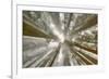 Fisheye view skyward of Redwood trees in fog. Redwood National Park, California-Adam Jones-Framed Photographic Print