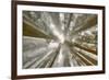 Fisheye view skyward of Redwood trees in fog. Redwood National Park, California-Adam Jones-Framed Photographic Print