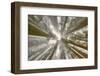 Fisheye view skyward of Redwood trees in fog. Redwood National Park, California-Adam Jones-Framed Photographic Print