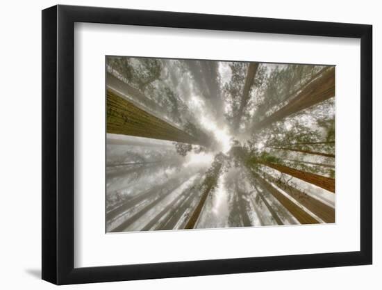 Fisheye view skyward of Redwood trees in fog. Redwood National Park, California-Adam Jones-Framed Photographic Print